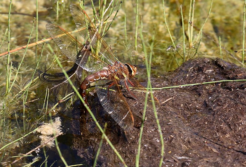 Brun Mosaikslnda (Aeshna grandis) Brown Hawker