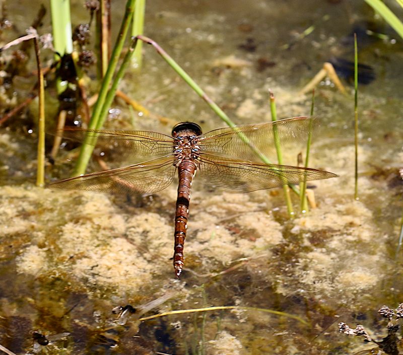 Brun Mosaikslnda (Aeshna grandis) Brown Hawker