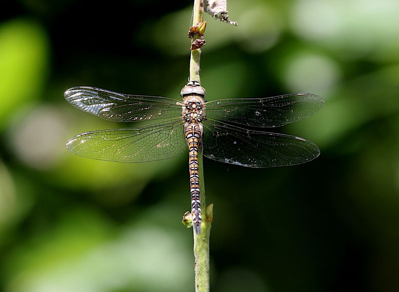 Hstmosaikslnda (Aeshna mixta) Migrant Hawker