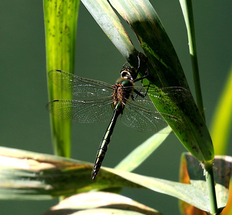 Metalltrollslnda (Somatochlora metallica) Brilliant Emerald