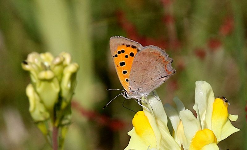Mindre Guldvinge (Lycaena phlaeas) Small Copper