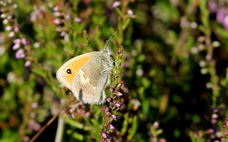  Kamgrsfjril (Coenonympha pamphilus) Small Heath