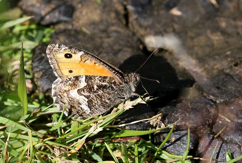Sandgrsfjril (Hipparchia semele) Grayling