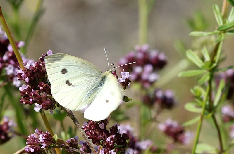 Rovfjril (Pieris rapae) Cabbage White