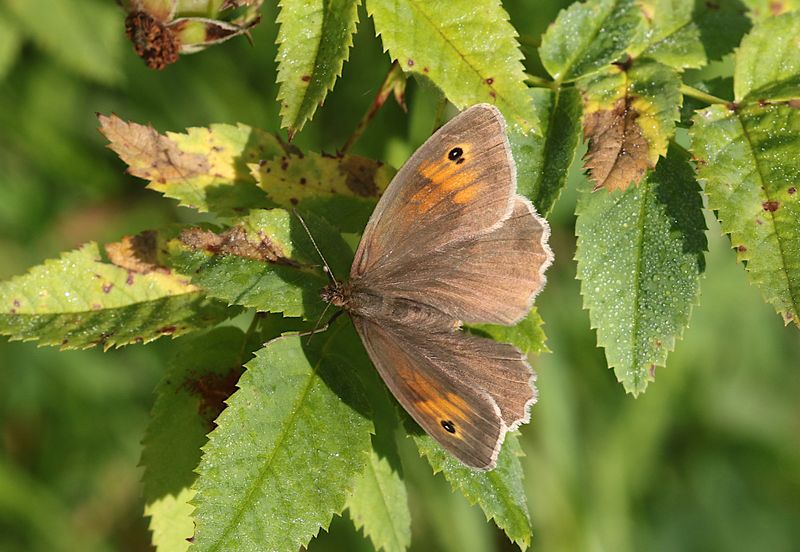 Slttergrsfjril (Maniola jurtina) Meadow Brown