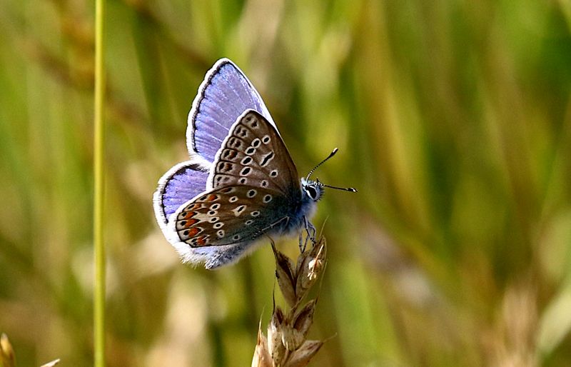 Puktrneblvinge (Polyommatus icarus) Common Blue