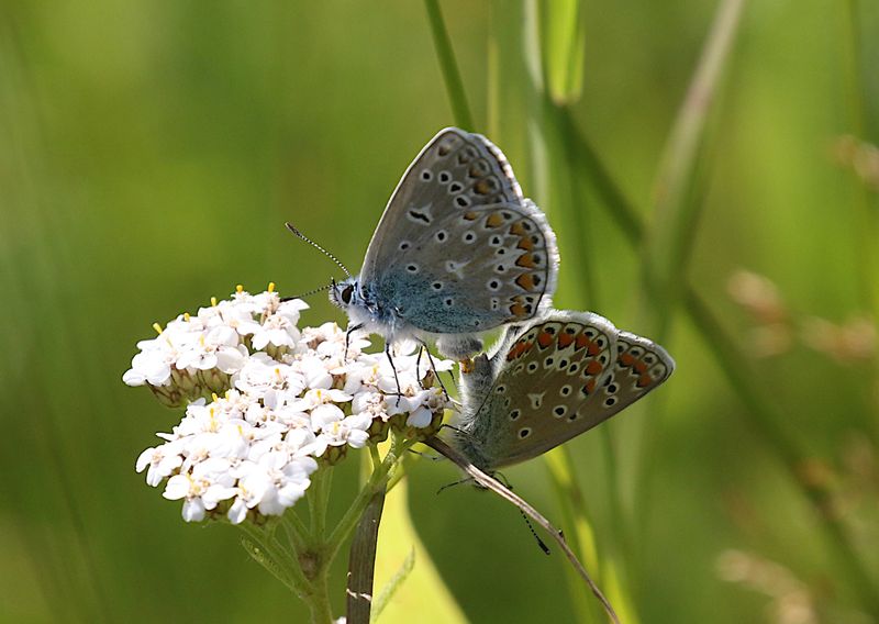 Puktrneblvinge (Polyommatus icarus) Common Blue