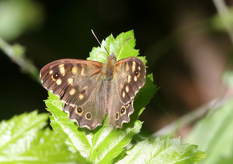 Kvickgrsfjril (Pararge aegeria) The Speckled Wood