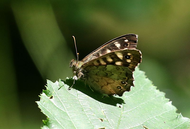 Kvickgrsfjril (Pararge aegeria) The Speckled Wood