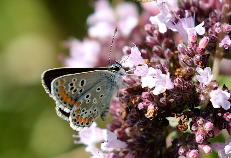 Rdflckig Blvinge (Aricia agestis) Brown Argus