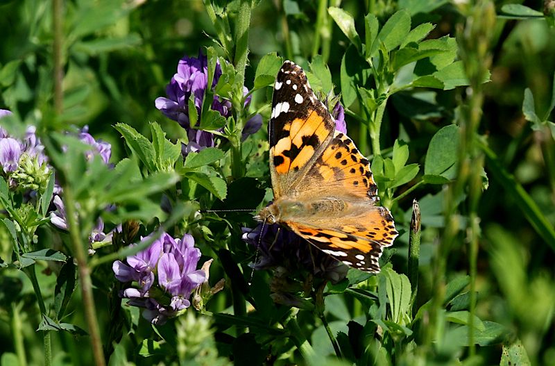 Tistelfjril (Vanessa cardui) Painted Lady