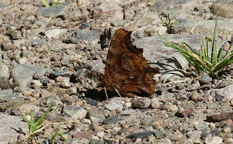 Vinbärsfuks (Polygonia c-album) The Comma