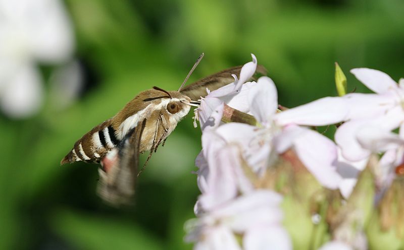 Brunsprtad Skymningssvrmare (Hyles gallii) Bedstraw Hawkmoth