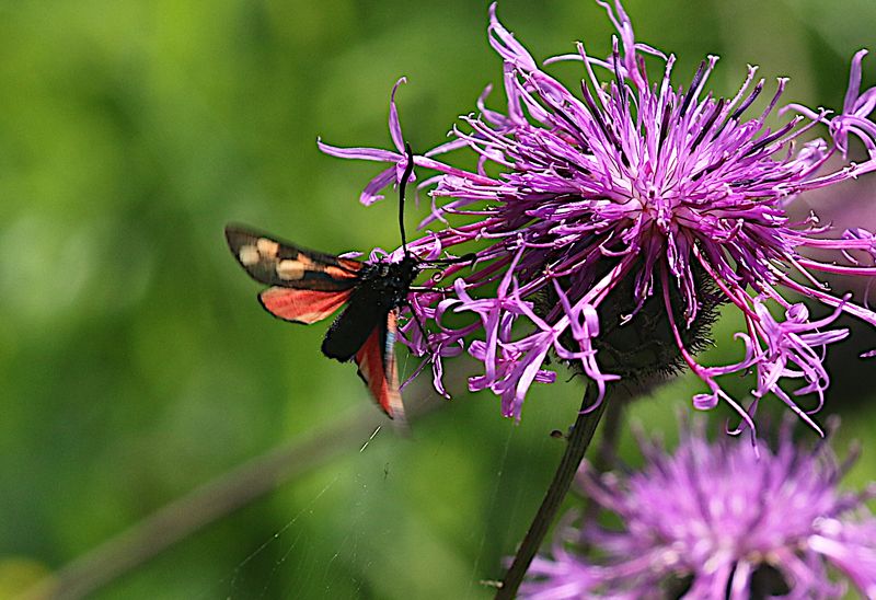 Bredbrmad Bastardsvrmare (Zygaena lonicerae) Narrow-bordered five-spot Burnet moth