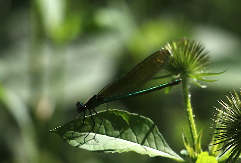 Blbandad jungfruslnda (Calopteryx splendens) Blue-banded Demoiselle 