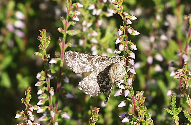  ngsmtare (Ematurga atomaria) Common Heath