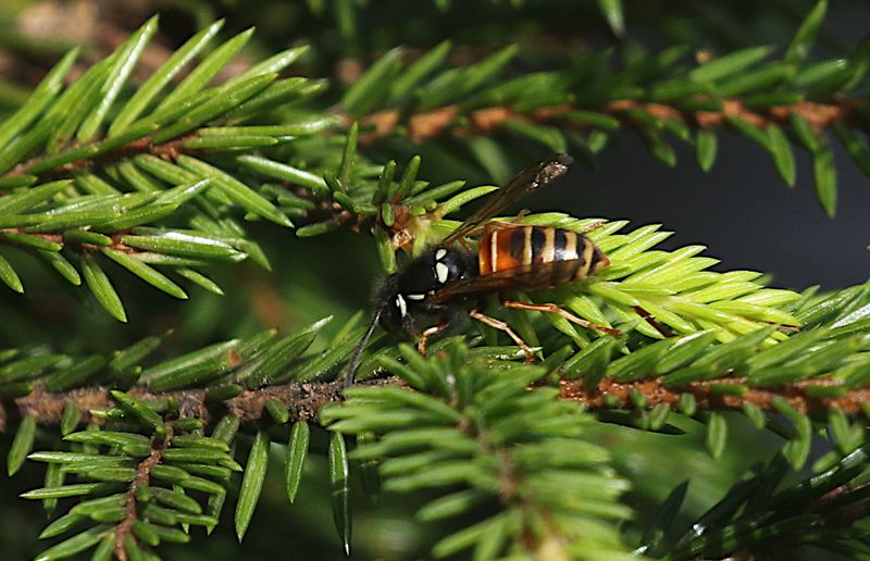 Rödbandad Geting (Vespula rufa) Red Wasp