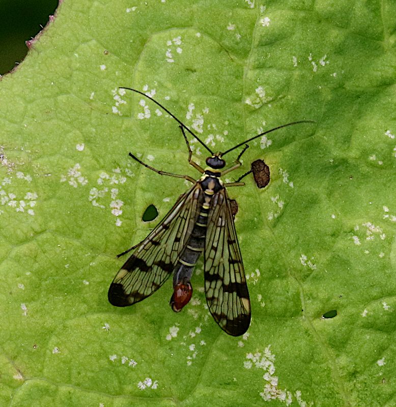 Vanlig Skorpionslända (Panorpa communis) Scorpionfly