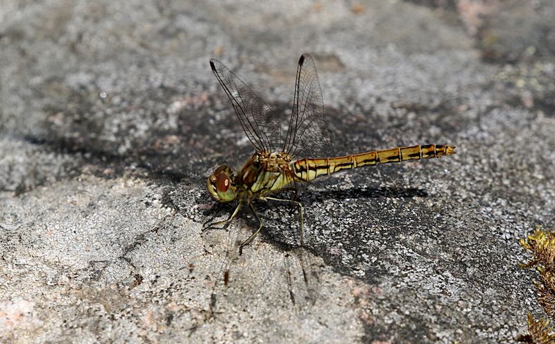 Tegelrd ngstrollslnda (Sympetrum vulgatum) Vagrant Darter