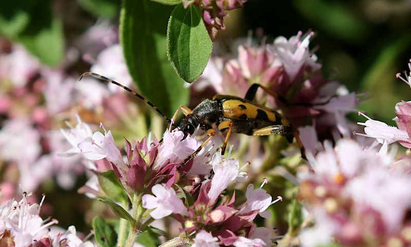 Fläckig Blombock (Rutpela maculata) Spotted Longhorn Beatle