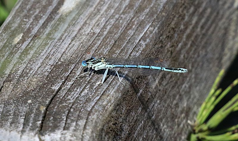 Flodflickslnda (Platycnemis pennipes) White-legged Damselfly