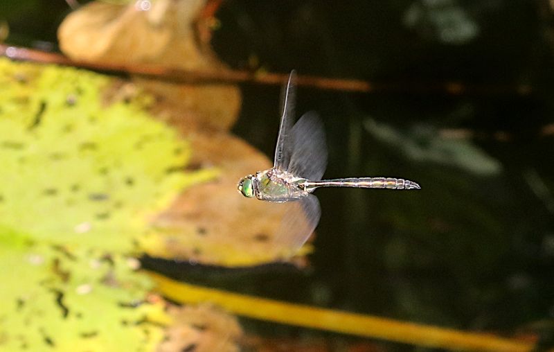 Metalltrollslända (Somatochlora metallica) Brilliant Emerald