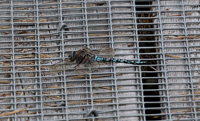 Fjllmosaikslnda (Aeshna caerulea) Azure Hawker