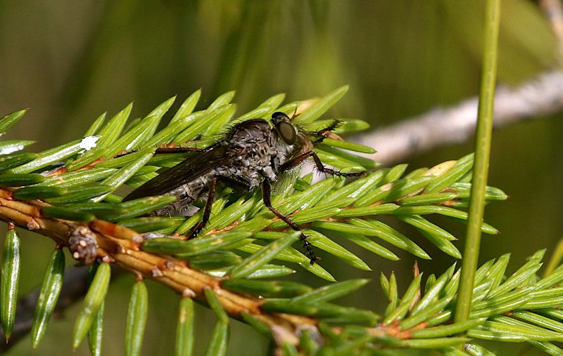Tolmerus atricapillus (Kite-tailed Robberfly)