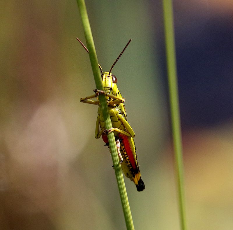 other insects