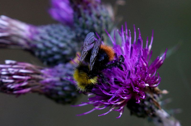 Ängshumla (Bombus pratorum) The Early Bumblebee