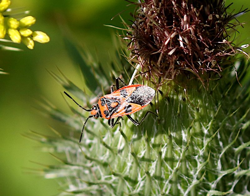 Rödlus (Corizus hyoscyami) Spotted Firebug