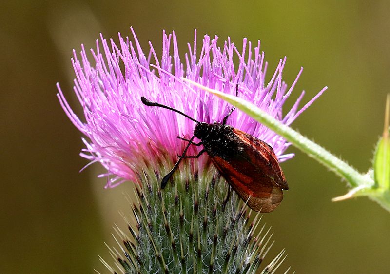 Klubbsprtad Bastardsvrmare (Zygaena minos) Blood droplet burnet