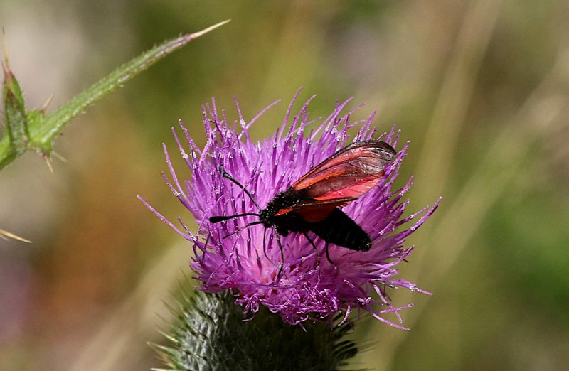 Klubbsprtad Bastardsvrmare (Zygaena minos) Blood droplet burnet