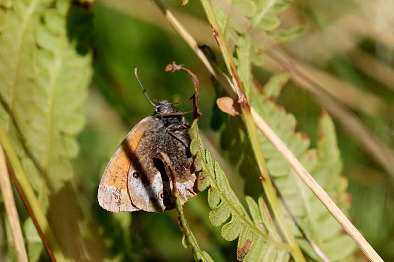 Prlgrsfjril (Coenonympha arcania) Pearly Heath
