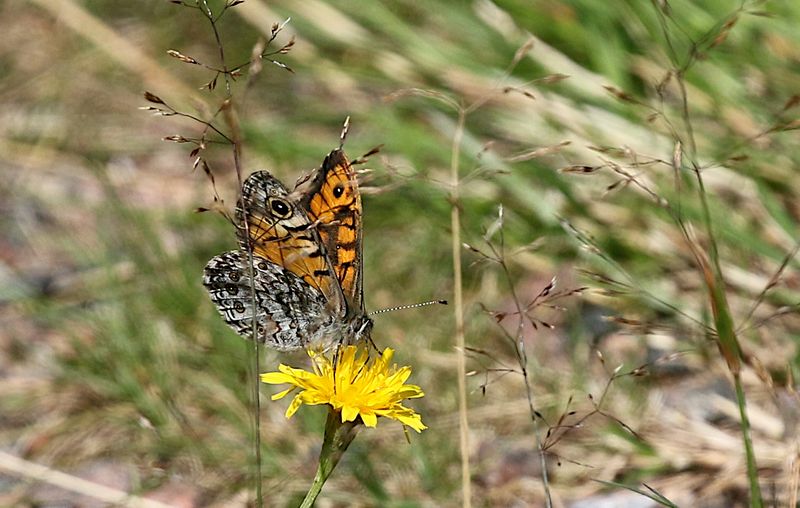 Svingelgrsfjril (Lasiommata megera) Wall Brown
