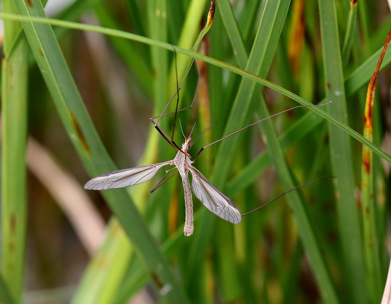 Kärrharkrank (Tipula paludosa) Marsh Cranefly