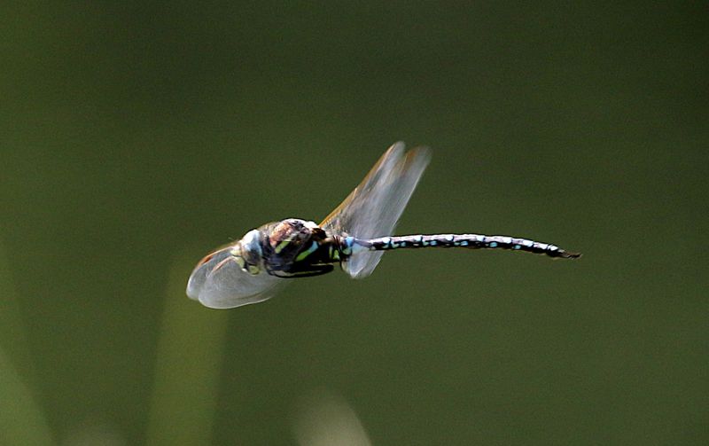 Gungflymosaikslnda  (Aeshna subarctica) Subarctic Darner