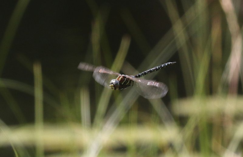 Gungflymosaikslända (Aeshna subarctica) Subarctic Darner
