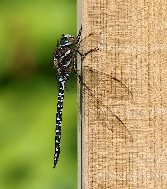 Starrmosaikslnda (Aeshna juncea) Sedge Darner