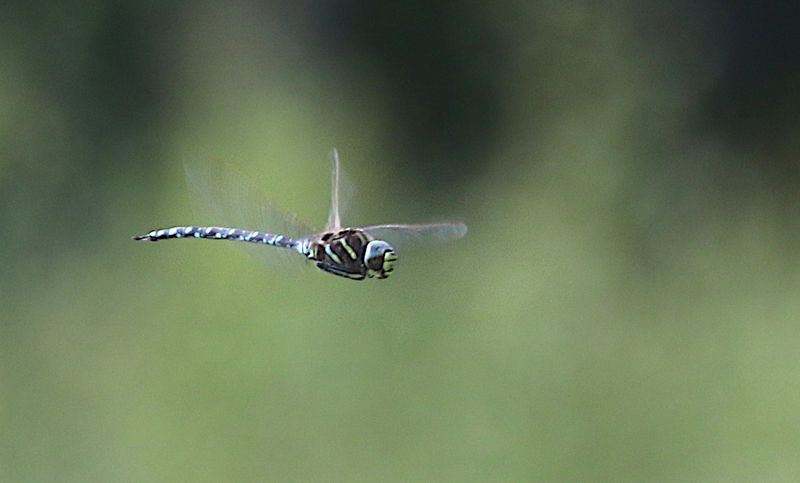Starrmosaikslända (Aeshna juncea) Sedge Darner