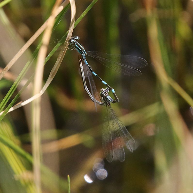 Myrflickslnda (Coenagrion johanssoni) Arctic Bluet