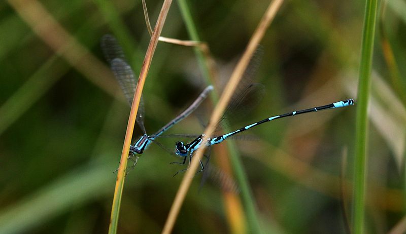 Myrflickslnda (Coenagrion johanssoni) Arctic Bluet