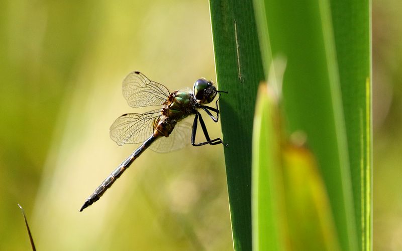 Gulflckad Glanstrollslnda (Somatochlora flavomaculata) Yellow-spotted Emerald