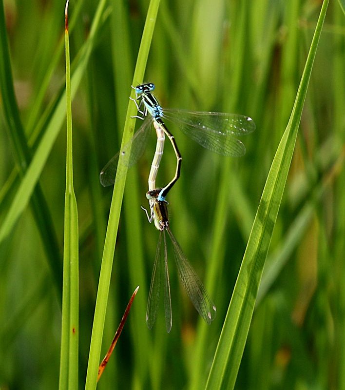 Mindre Kustflickslnda (Ischnura pumilio) Scarce Blue-tailed Damselfly