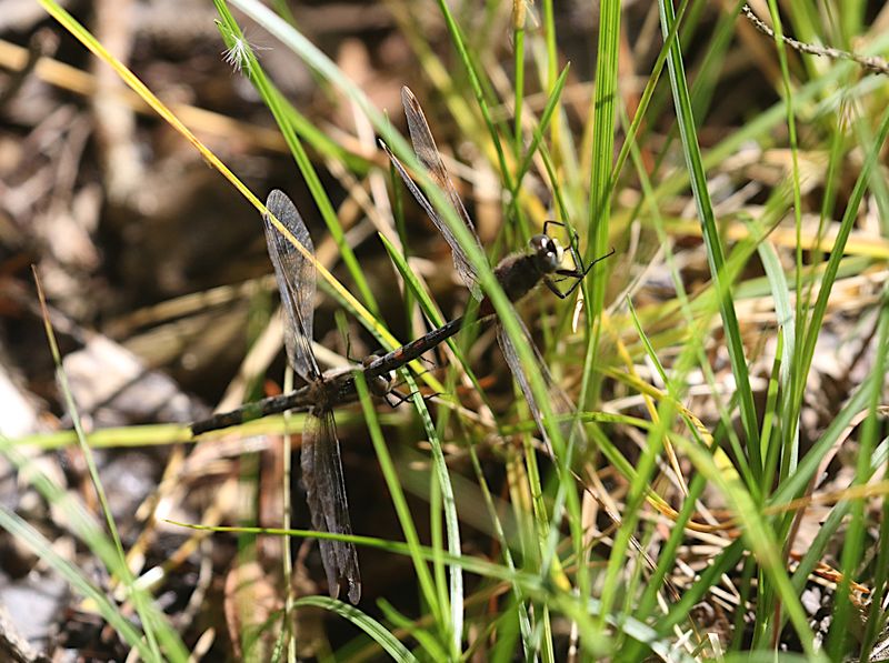 Myrtrollslnda (Leucorrhinia dubia) White-faced Darter