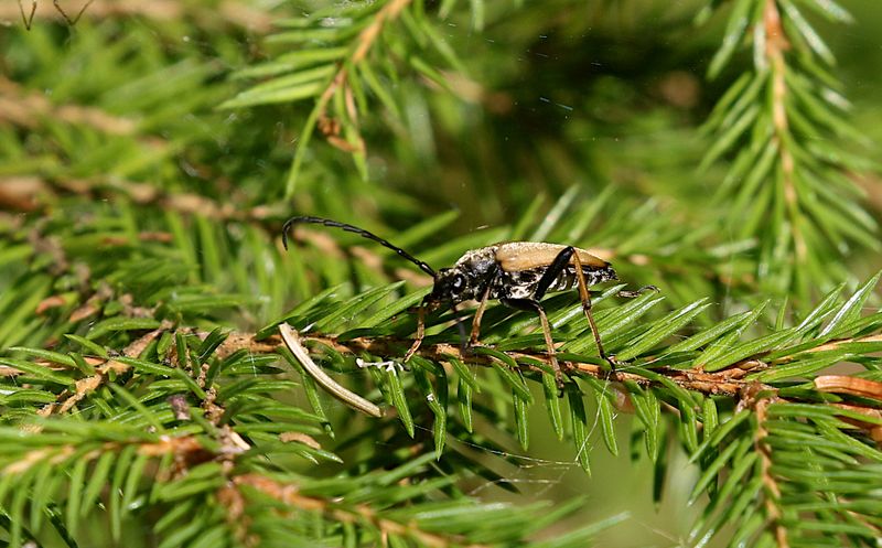  Gulrd Blombock (Stictoleptura rubra) Red-brown Longhorn Beatle