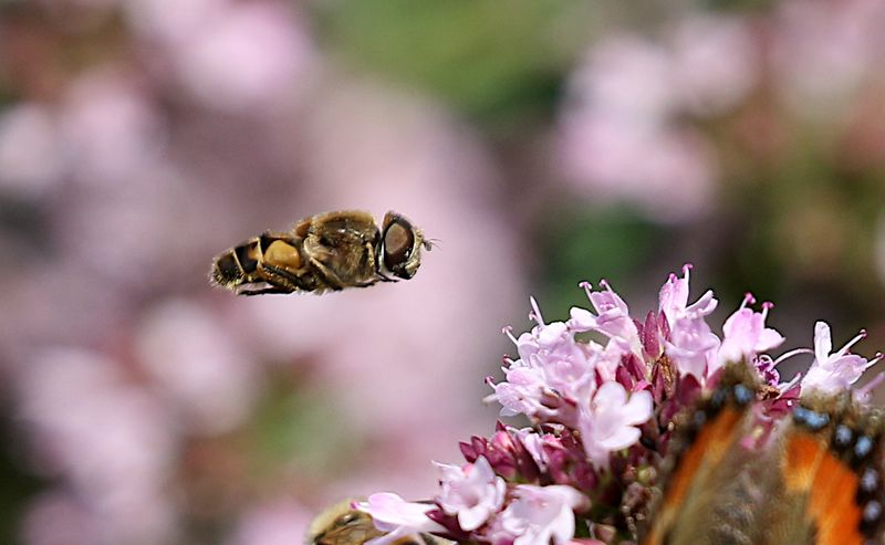 (Eristalis nemorum) Stripe-faced Dronefly