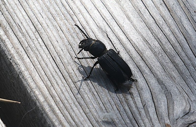 Bitbock (Spondylis buprestoides)