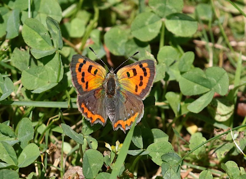 Mindre Guldvinge (Lycaena phlaeas) Small Copper