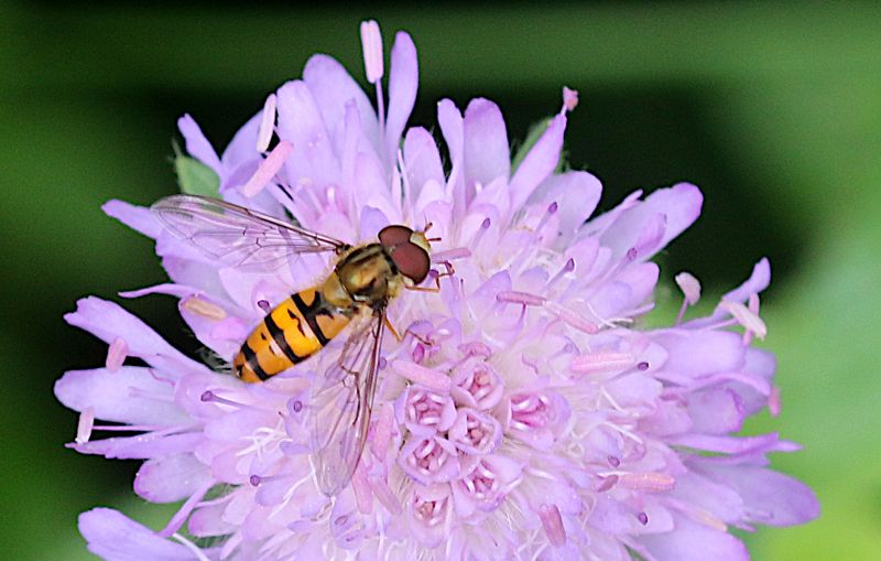 Flyttblomfluga (Episyrphus balteatus) Marmalade Hoverfly